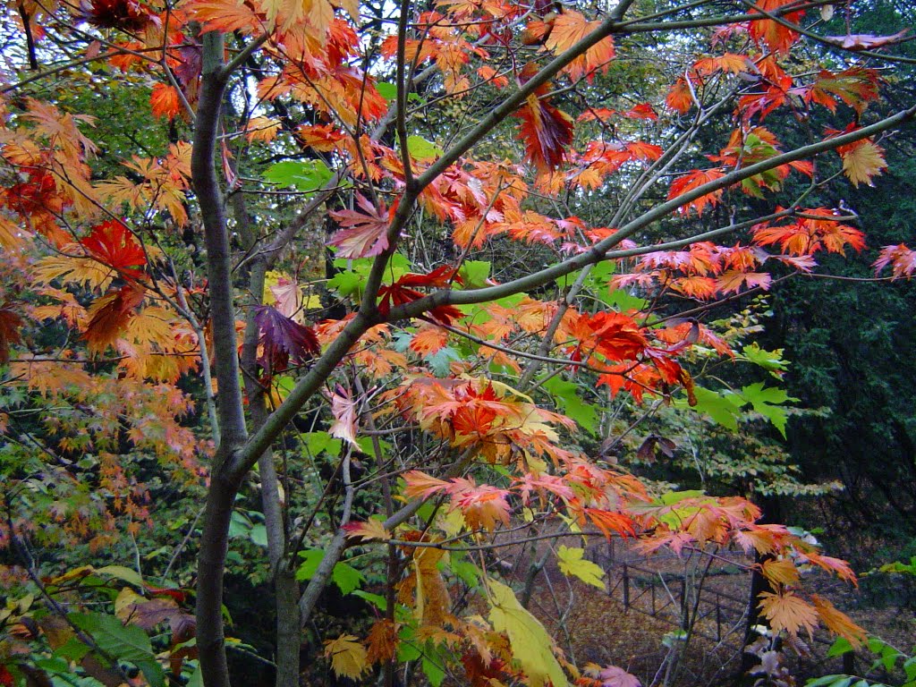 Parco a colori by mario otello