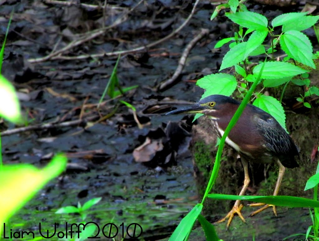 Green Heron (Butorides virescens) by Liam Wolff