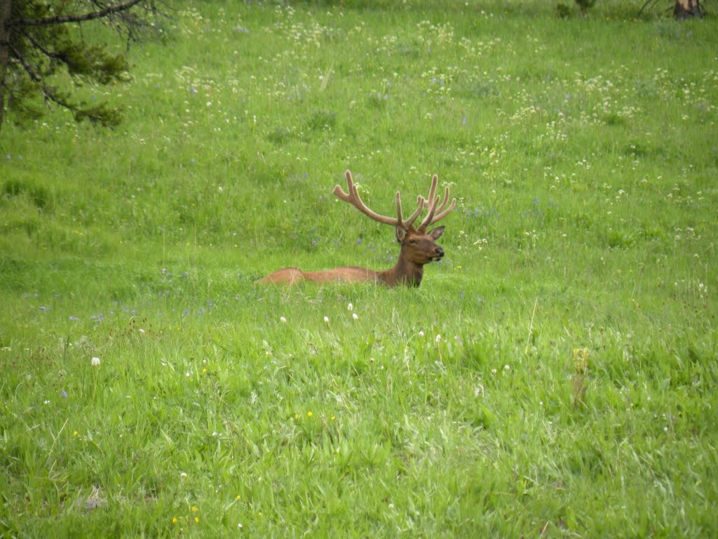 Lone Elk by Bobbo13