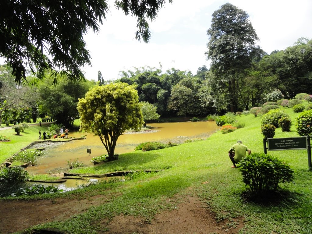 Botanical garden, Peradeniya by Senanayaka Bandara