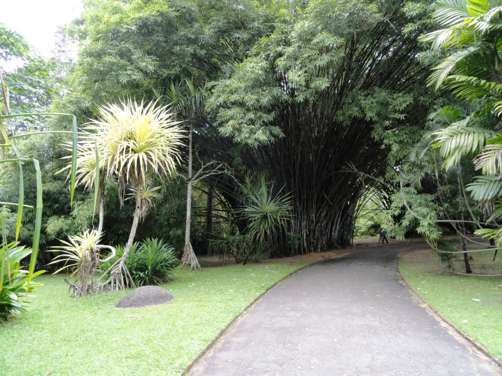 Botanical garden, Peradeniya by Senanayaka Bandara