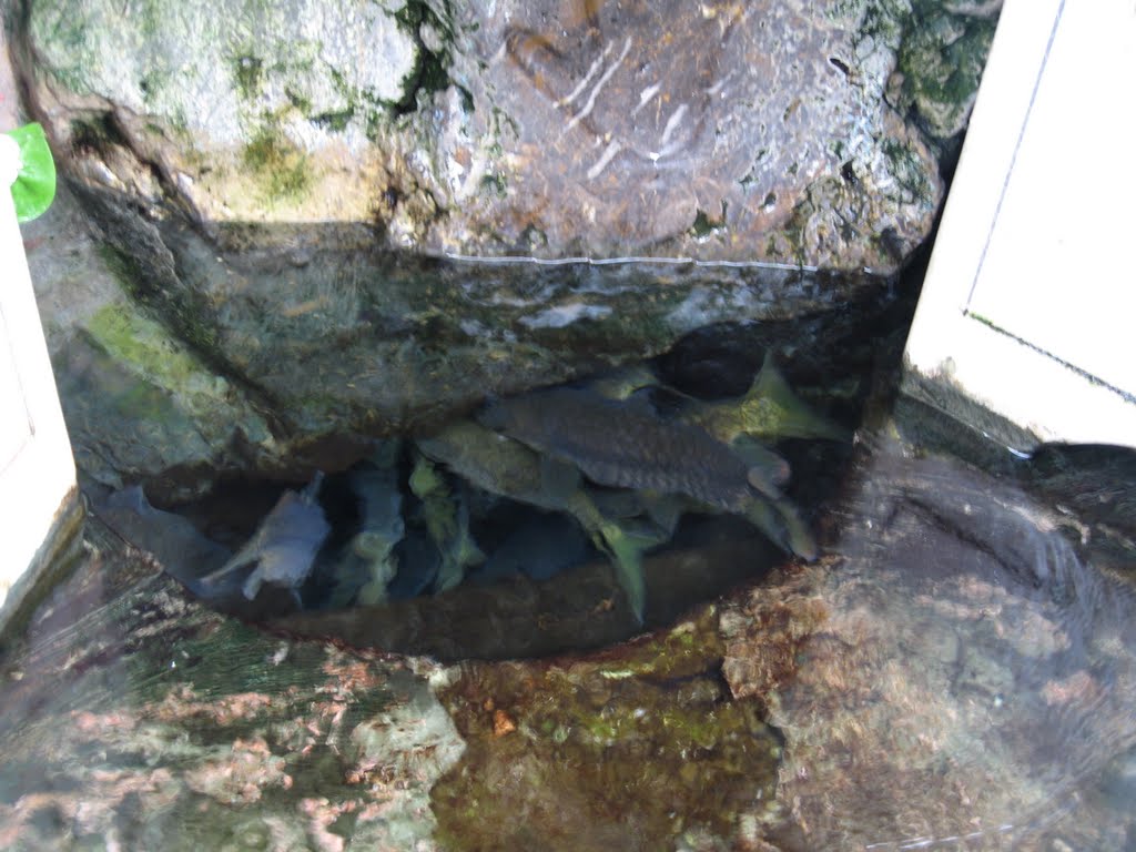 Fish in pound of punja sahib stone{aqeedat nanak sarkar se} by riaz_ur_rehman khali…