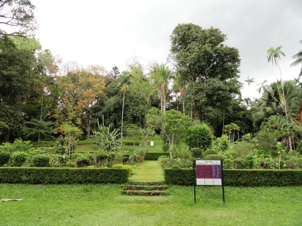 Botanical garden, Peradeniya by Senanayaka Bandara