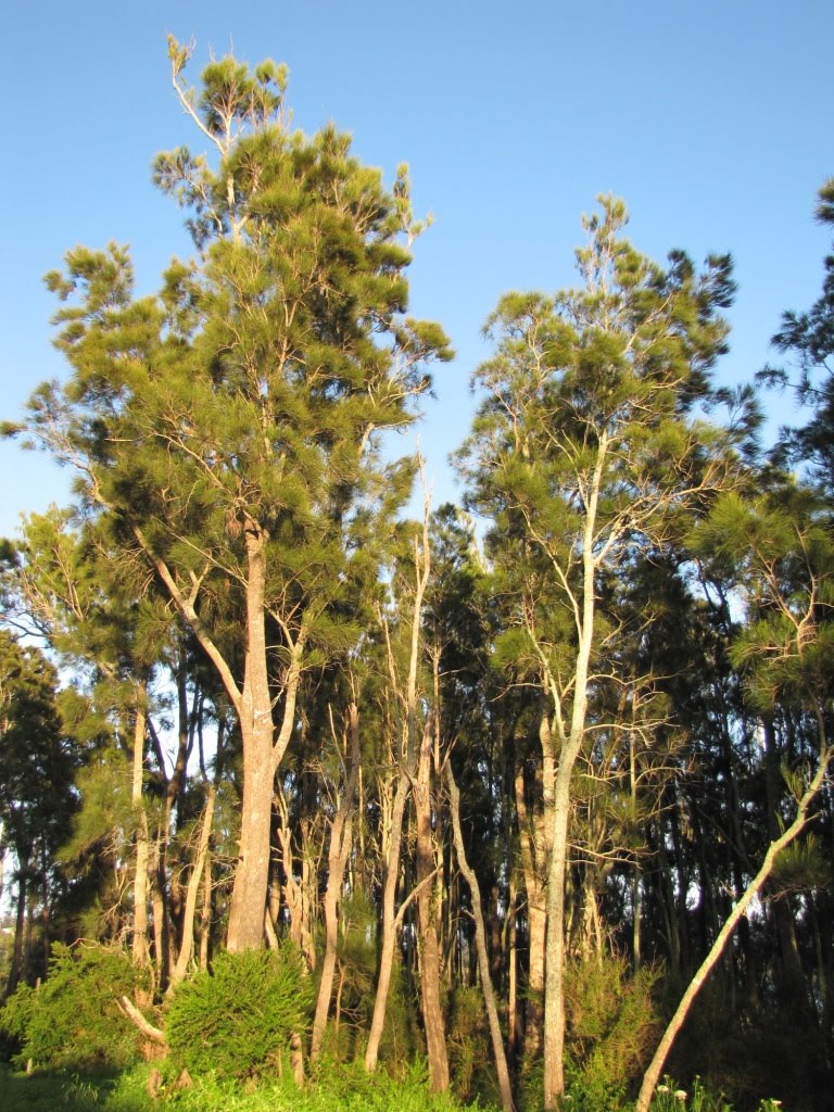 Tuross Head Sheoak Forest by Luke Johnston