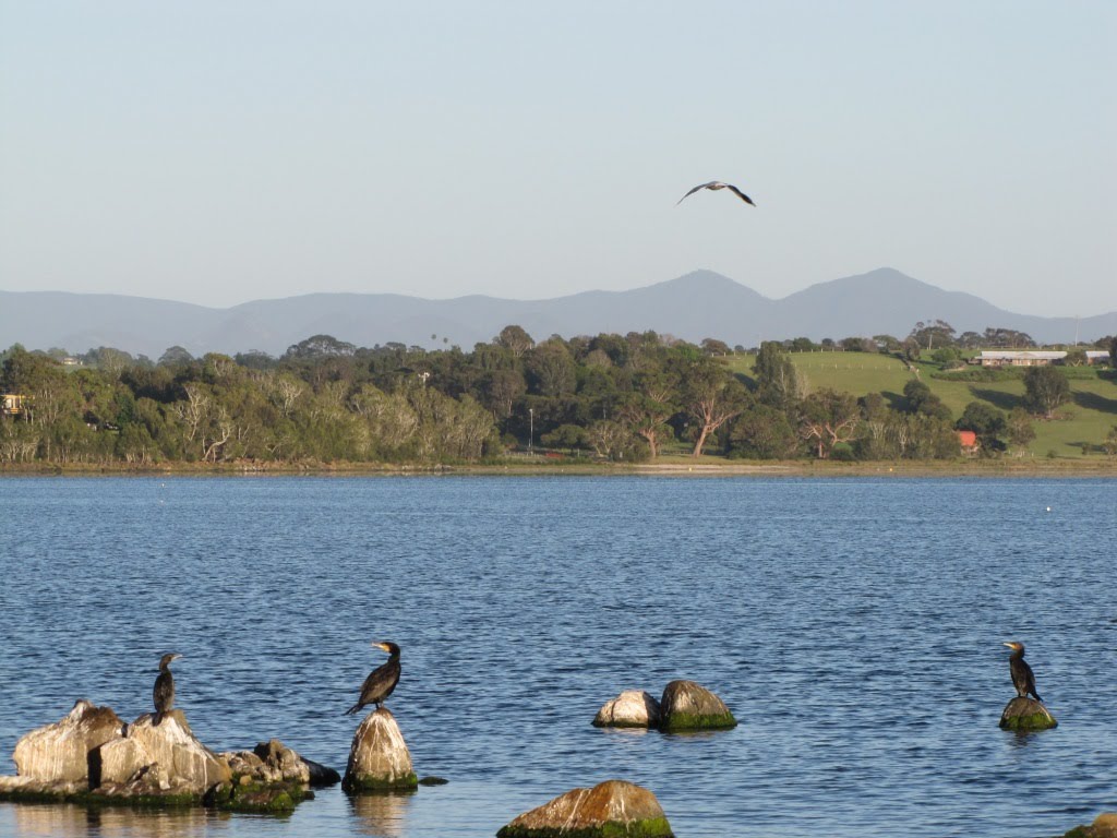 Cormorant Rest Tuross Head by Luke Johnston