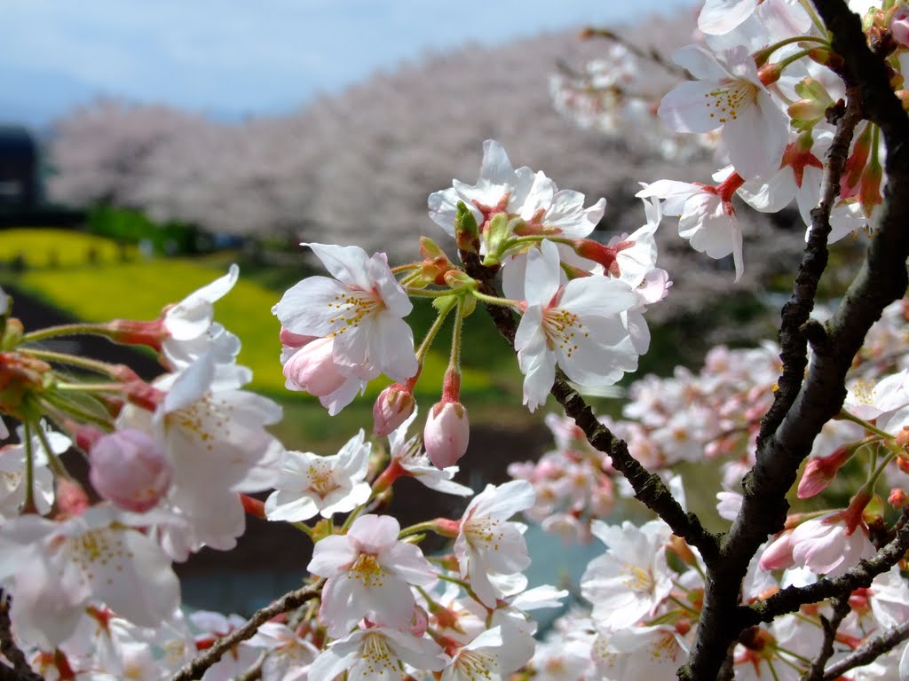 Close up of Sakura by Chouden Boy