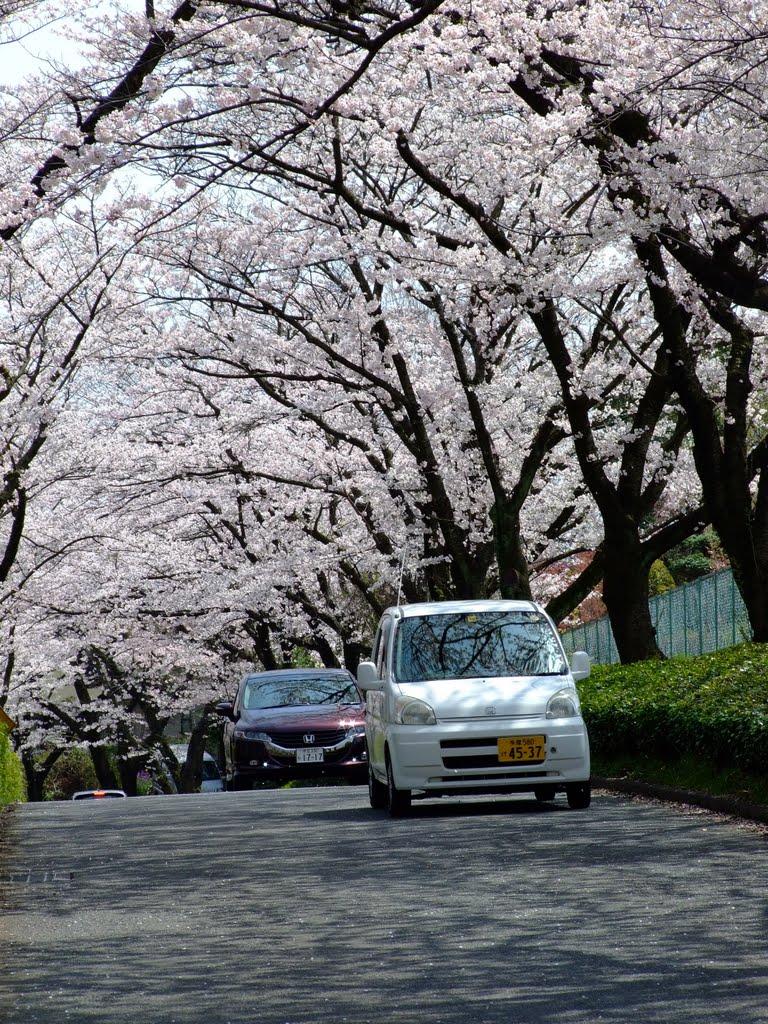 Sakura Filled Road by Chouden Boy