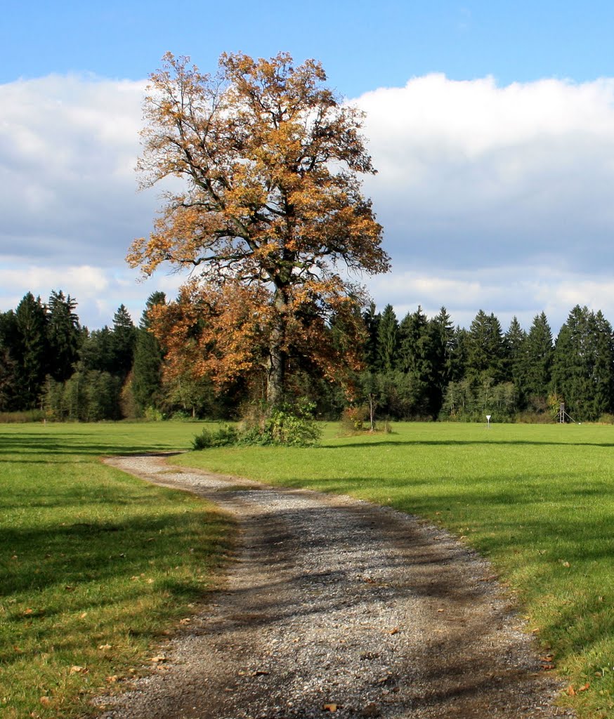 Freistehende Eiche im Herbstkleid by K-Heinz