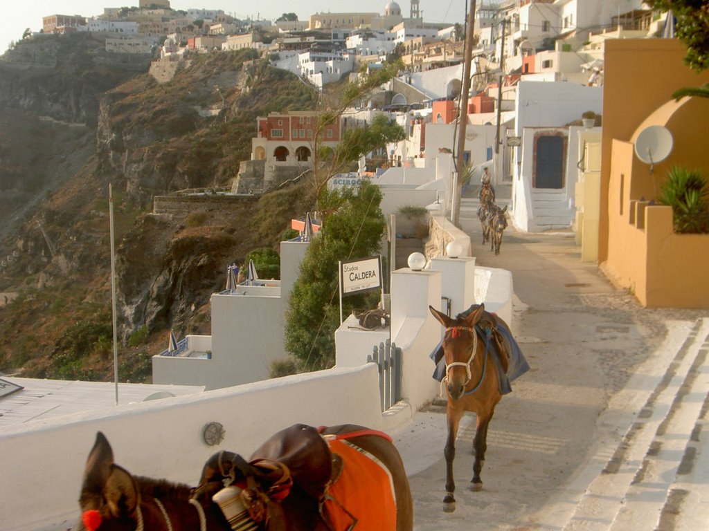 Mulis in Thira by webbi