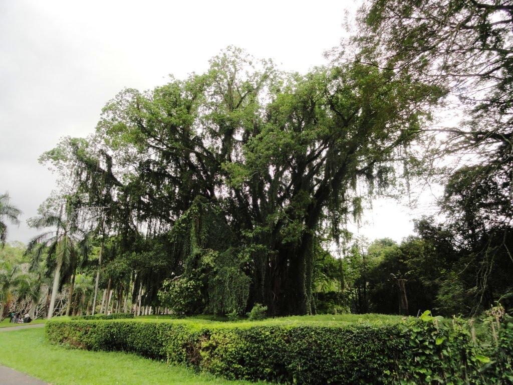 Peradeniya, Sri Lanka by Senanayaka Bandara