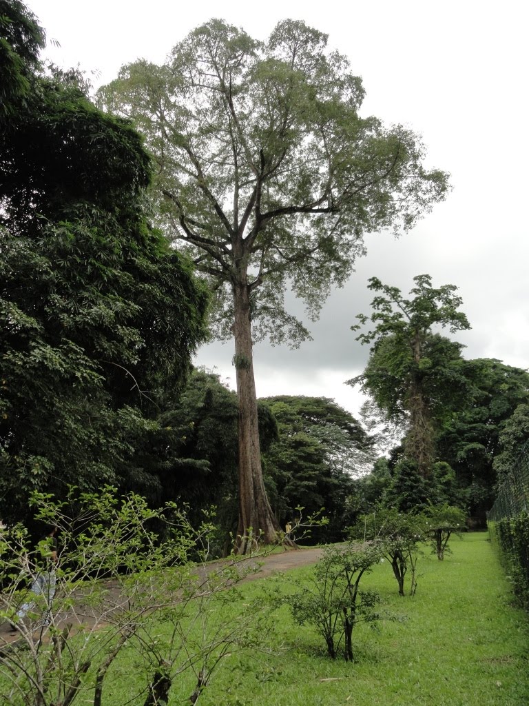 Peradeniya, Sri Lanka by Senanayaka Bandara