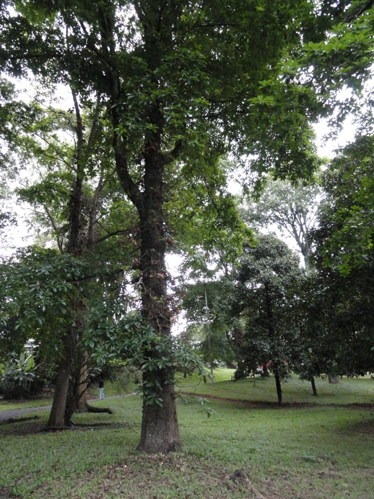 Peradeniya, Sri Lanka by Senanayaka Bandara