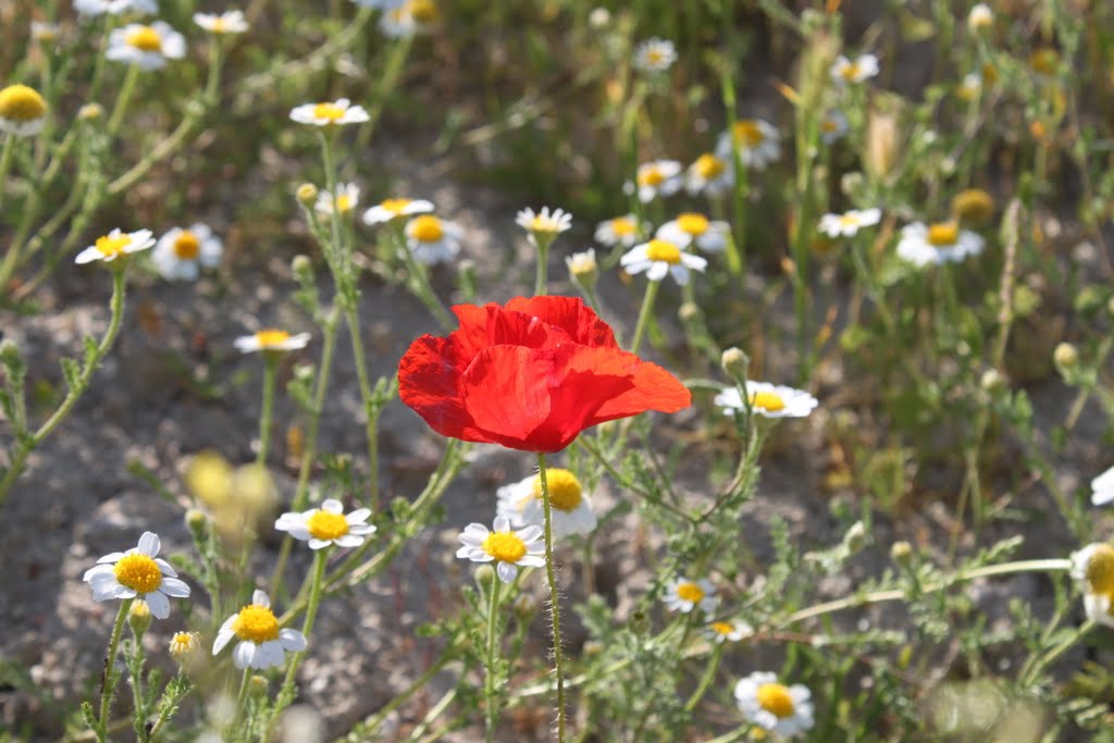 Flores by Antonio Baos