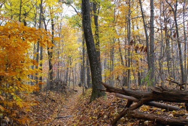 Horse Shoe / Turtle Trail at French Creek State Park by EHJ666