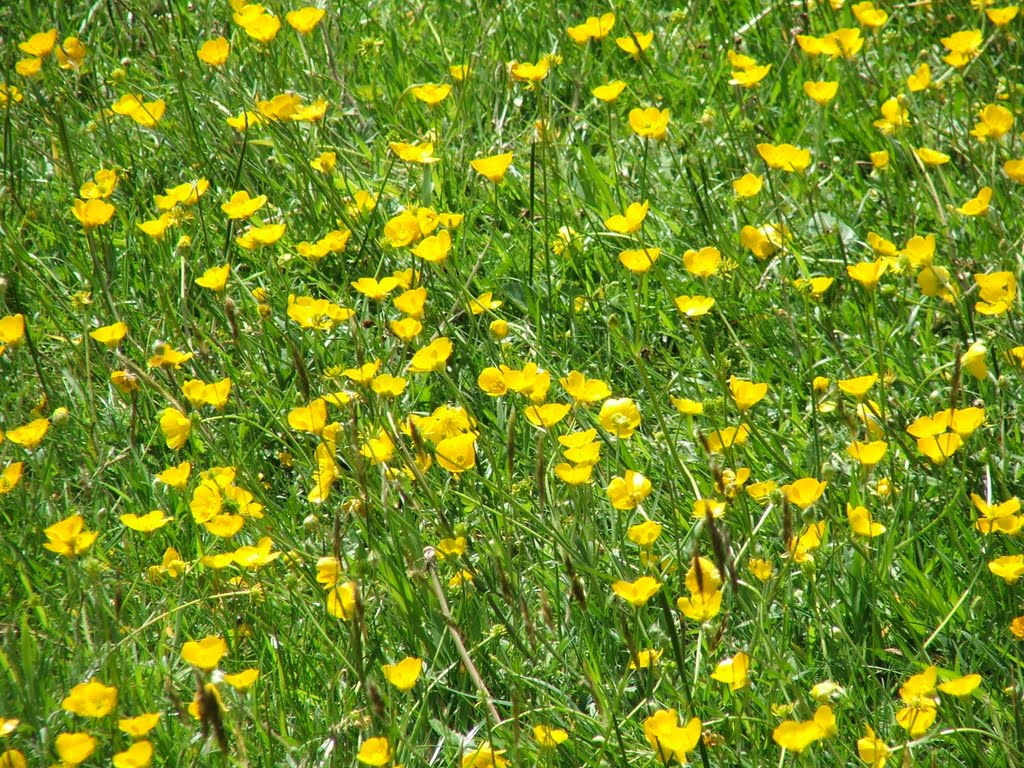 Fields of Buttrcups by Graham Willetts