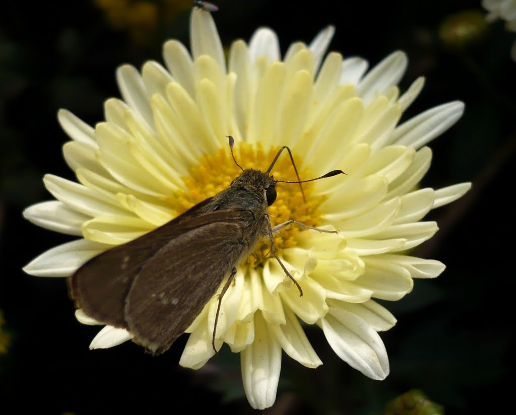 Moth on a Chrysanthemum flower by Joydeep Bhattacharje…