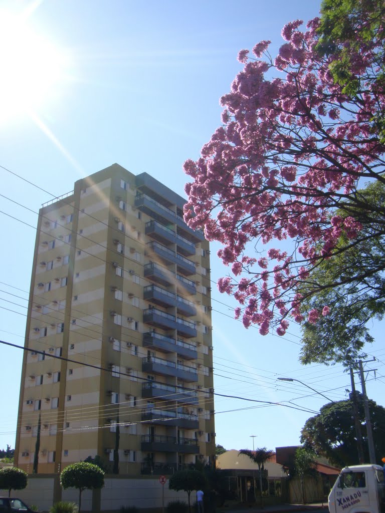 Ipê roxo - Dourados - Mato Grosso do Sul - Brasil by Paulo Yuji Takarada