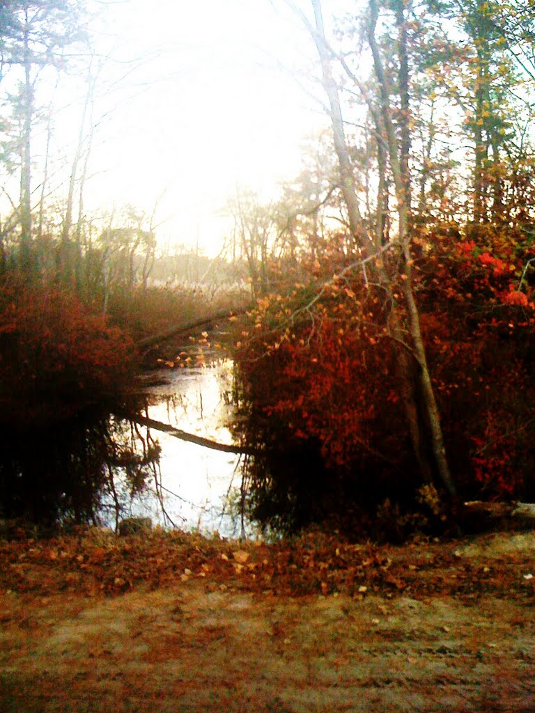 Cranberry Bog by Eric Ascalon