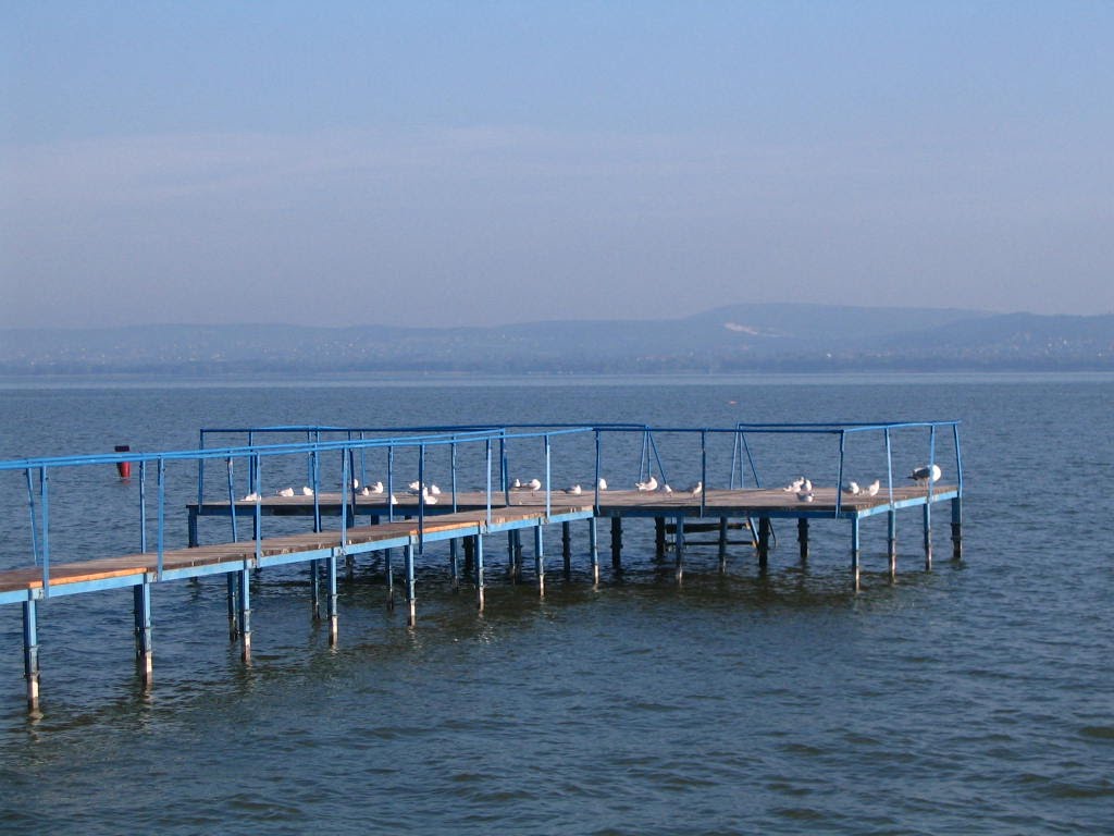 Balatonberény, napfelkelte a parton, pihenő sirályok by János Horváth (renau…