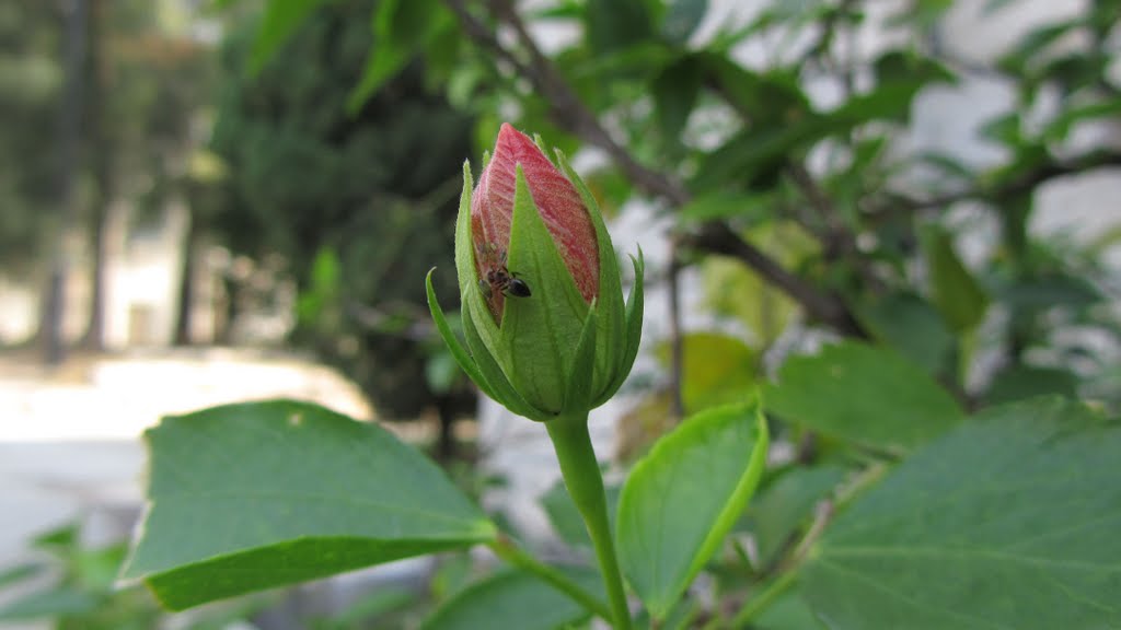 Ants and tiny insects on the bud by HUANG Xin