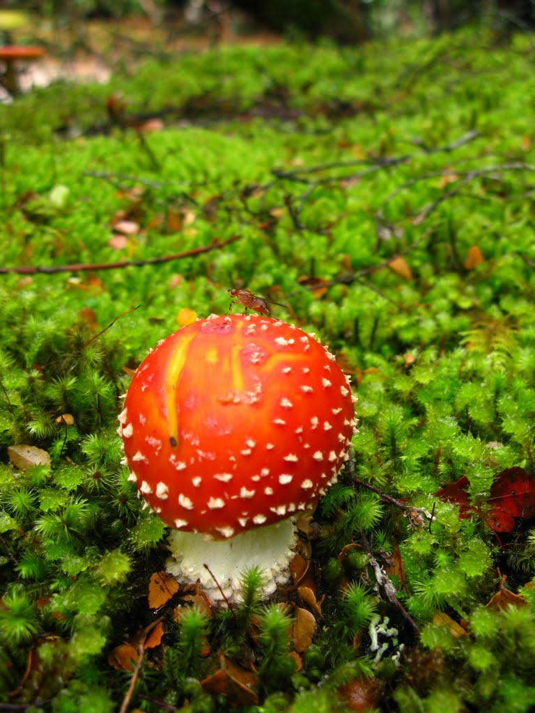 Toadstool near Hartnett Falls by Thomas Berli