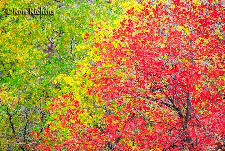 Zion Color by www.landscapelight.u…