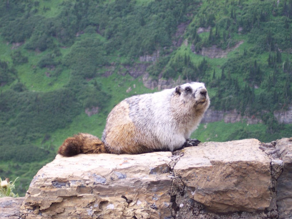 Glacier National Park - Marmot by Gretel Coursol