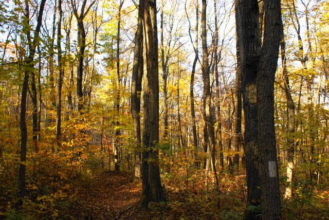 Turtle Trail at French Creek State Park by EHJ666