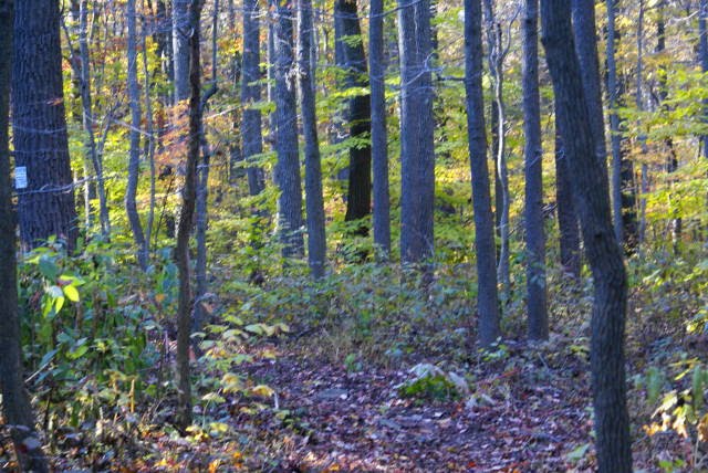 Turtle Trail at French Creek State Park by EHJ666