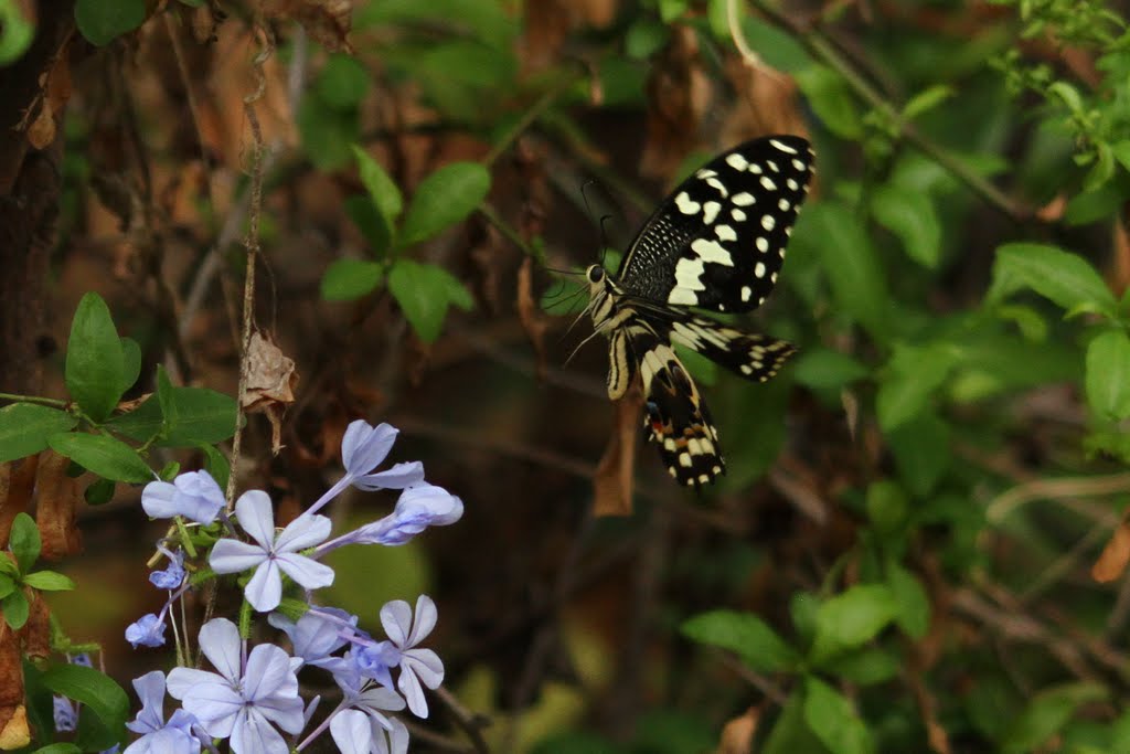 Butterfly at Skukuza by Paul Waldman