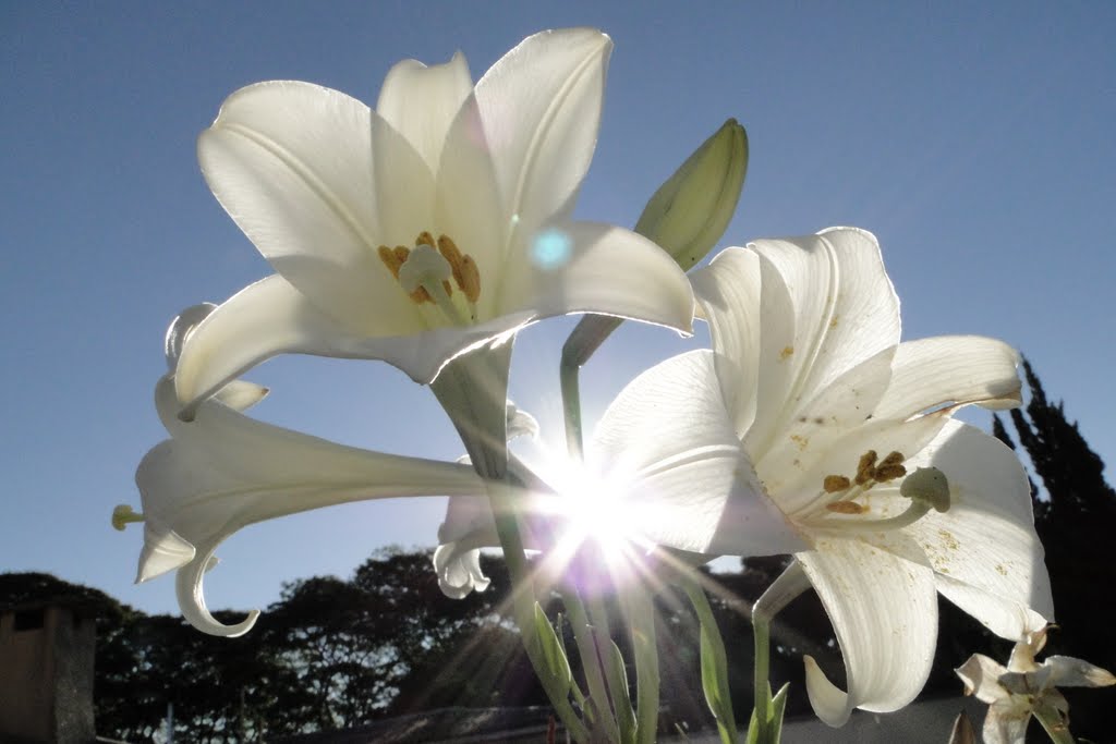 Entardecer e flores de lirio - Dourados - Mato Grosso do Sul - Brasil by Paulo Yuji Takarada