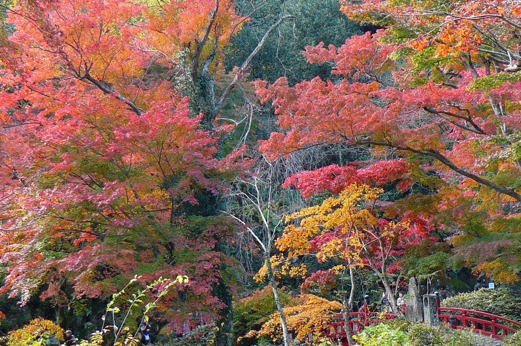 熱海　梅園　紅葉もみじまつり by ATAMI-KO