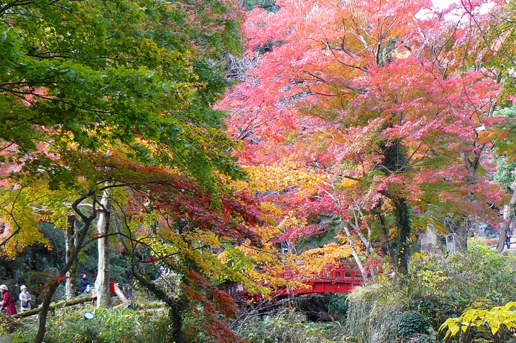 熱海　梅園　紅葉もみじまつり by ATAMI-KO