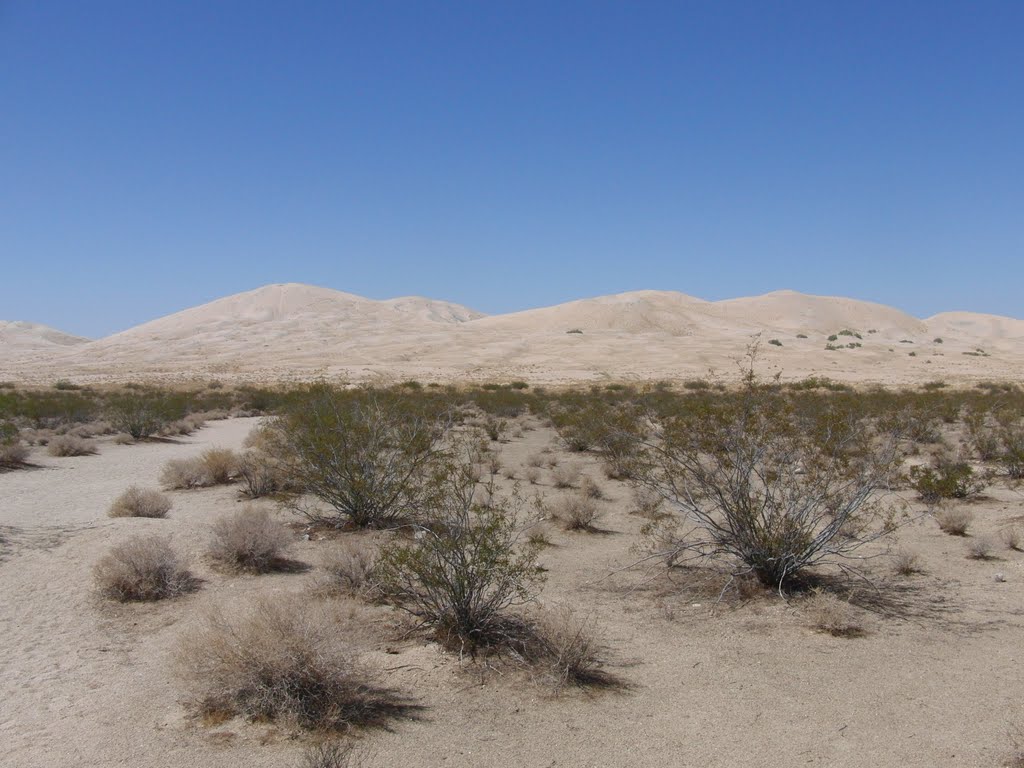 Kelso Sand Dunes by bluebuerstel