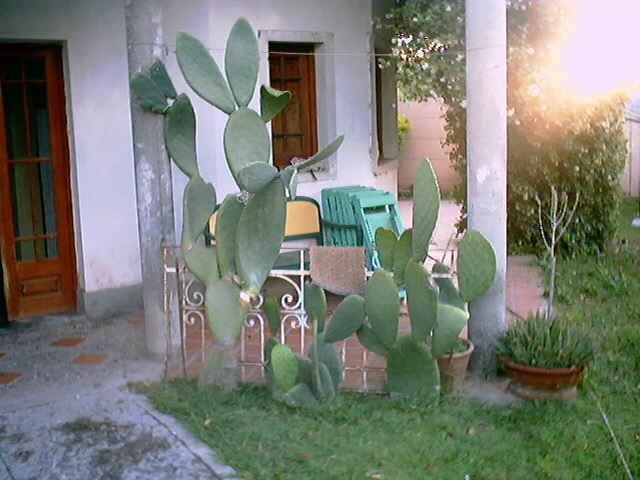 Tunas (opuntia) by Ricardo Ciotti