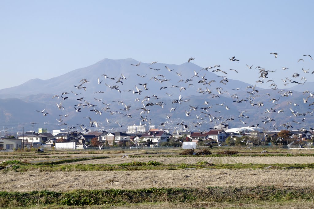 長野市北長池　農地の鳩と飯縄山 by makkisse999