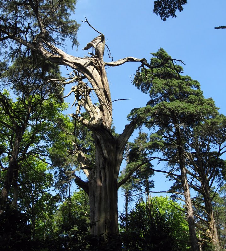 Mata do Buçaco - Cupressus lusitanica/ Cipres de Portugal(cedro blanco mexicano) by RF Rumbao