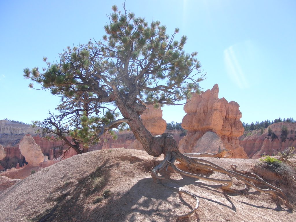 Queens Garden, Bryce Canyon by bluebuerstel