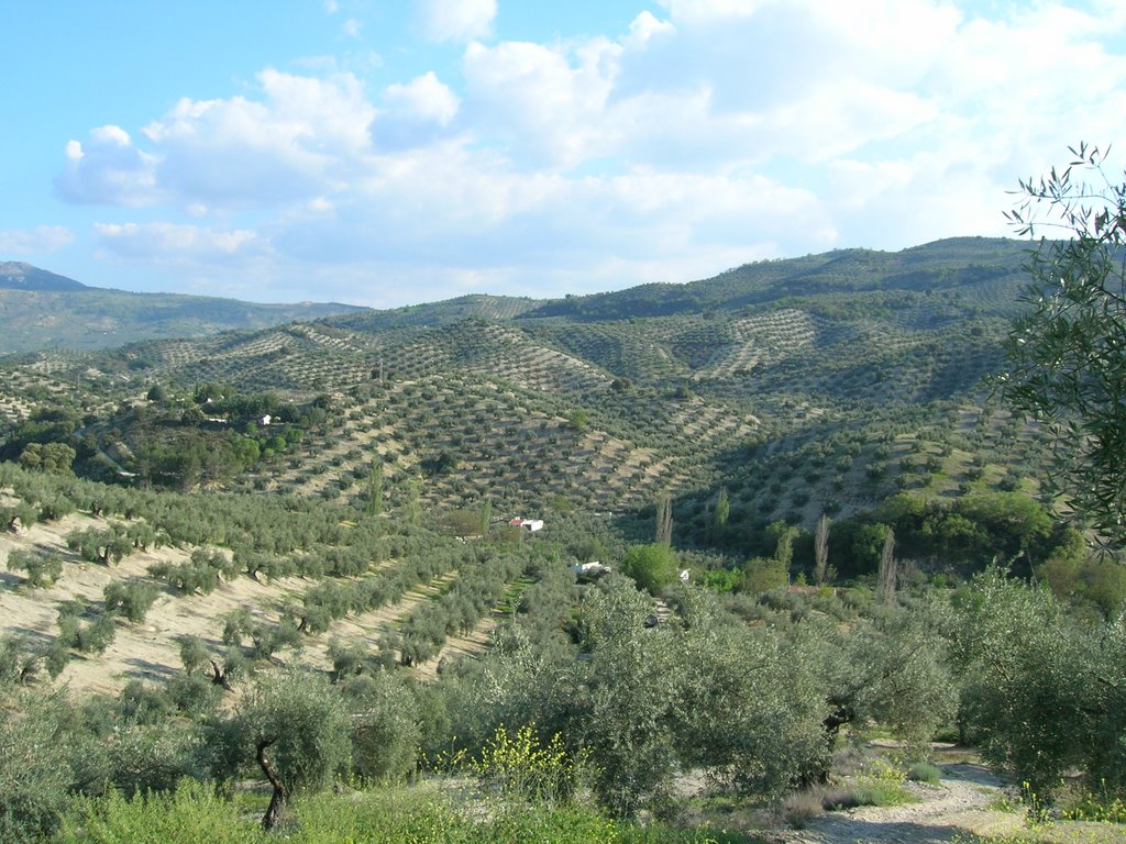 Olivos entre Martos y los Villares by franchoo