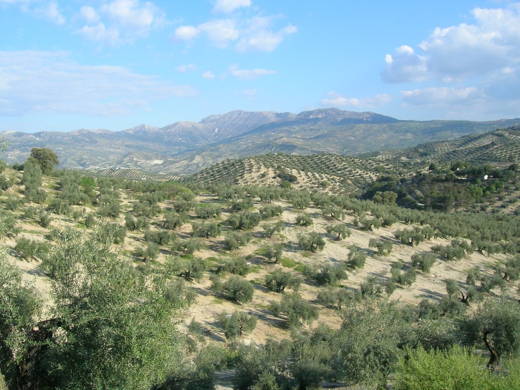 Olivos entre Martos y los Villares by franchoo