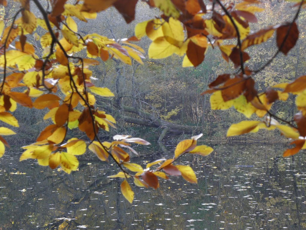 Herbststimmung by Porté aigle