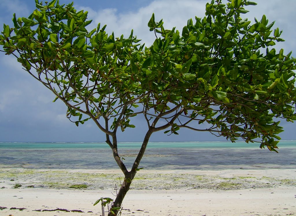 Mangrove Plant on Beach at Kichanga. by Huw Lewis