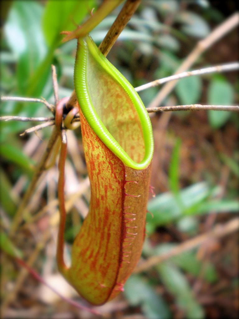 Pitcher Plant by y-yip