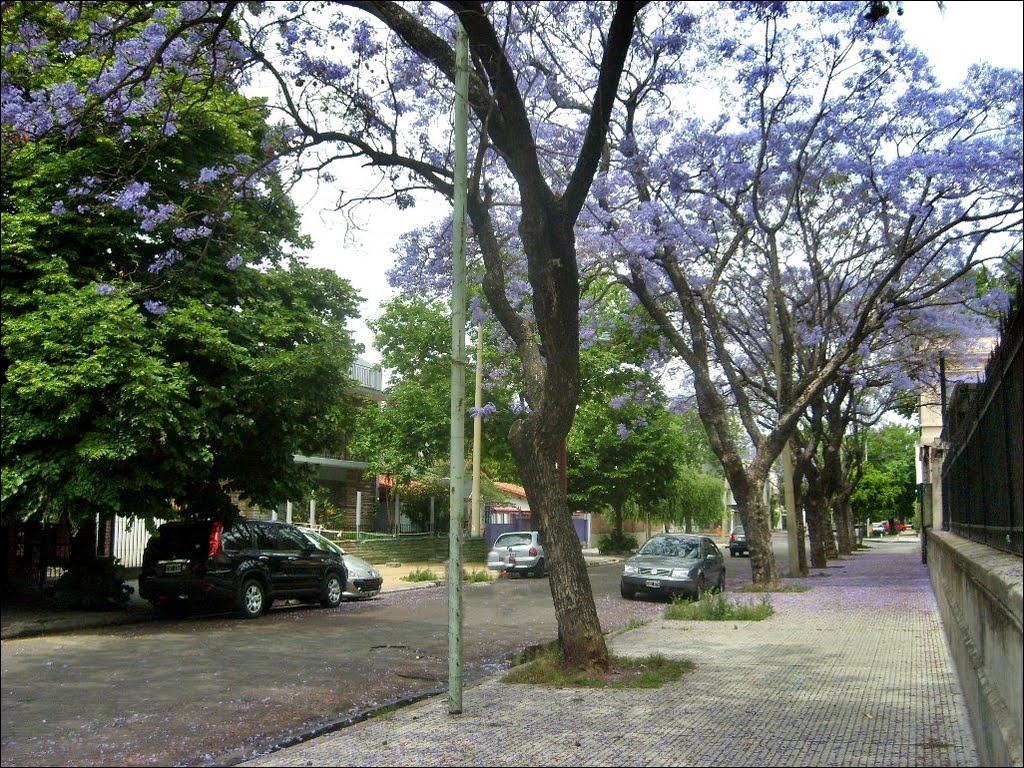 Los jacarándaes de Villa Devoto by LichuKnzpt