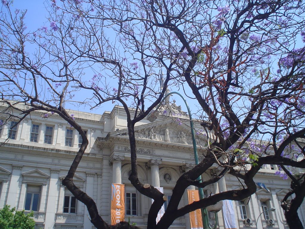 Facultad de Ciencias Económicas de la UBA, jacarandá by Alex Lase