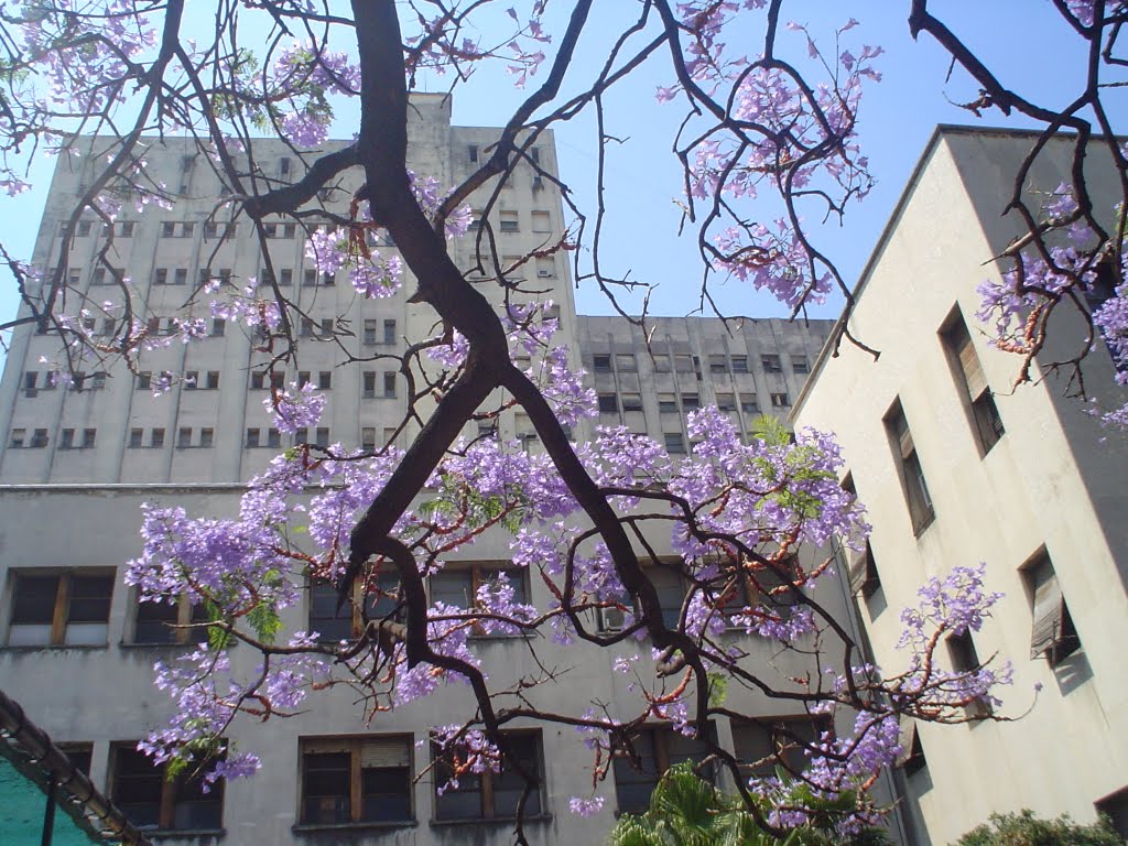 Hospital de Clínicas, frente con jacarandás by waldo II