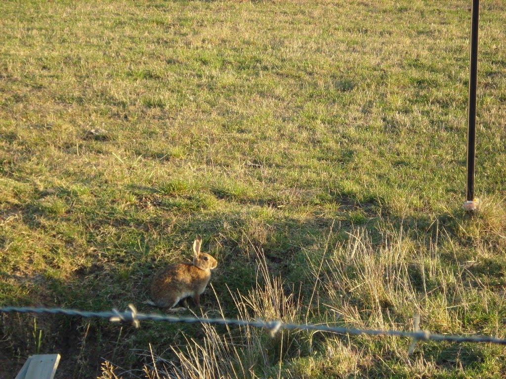 Rabbit at Lissy Grove by Ksenia-