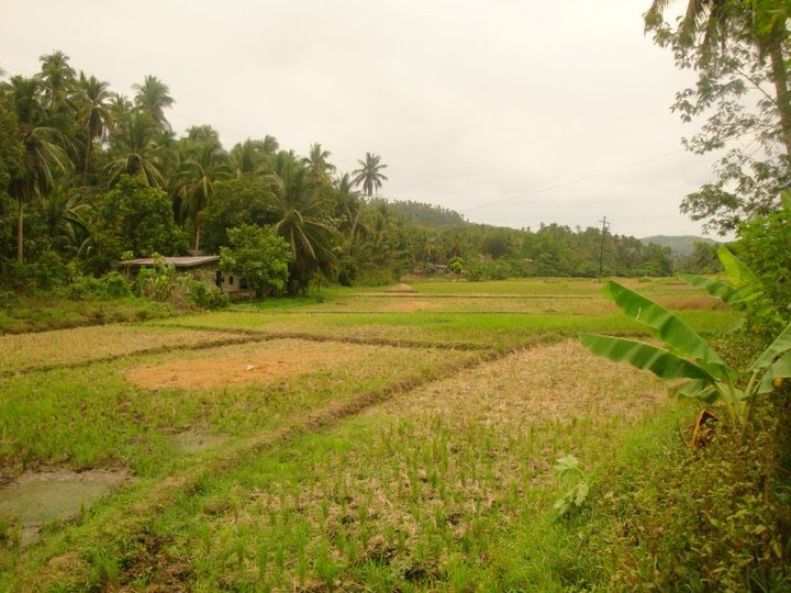 Rice Field by 60jun