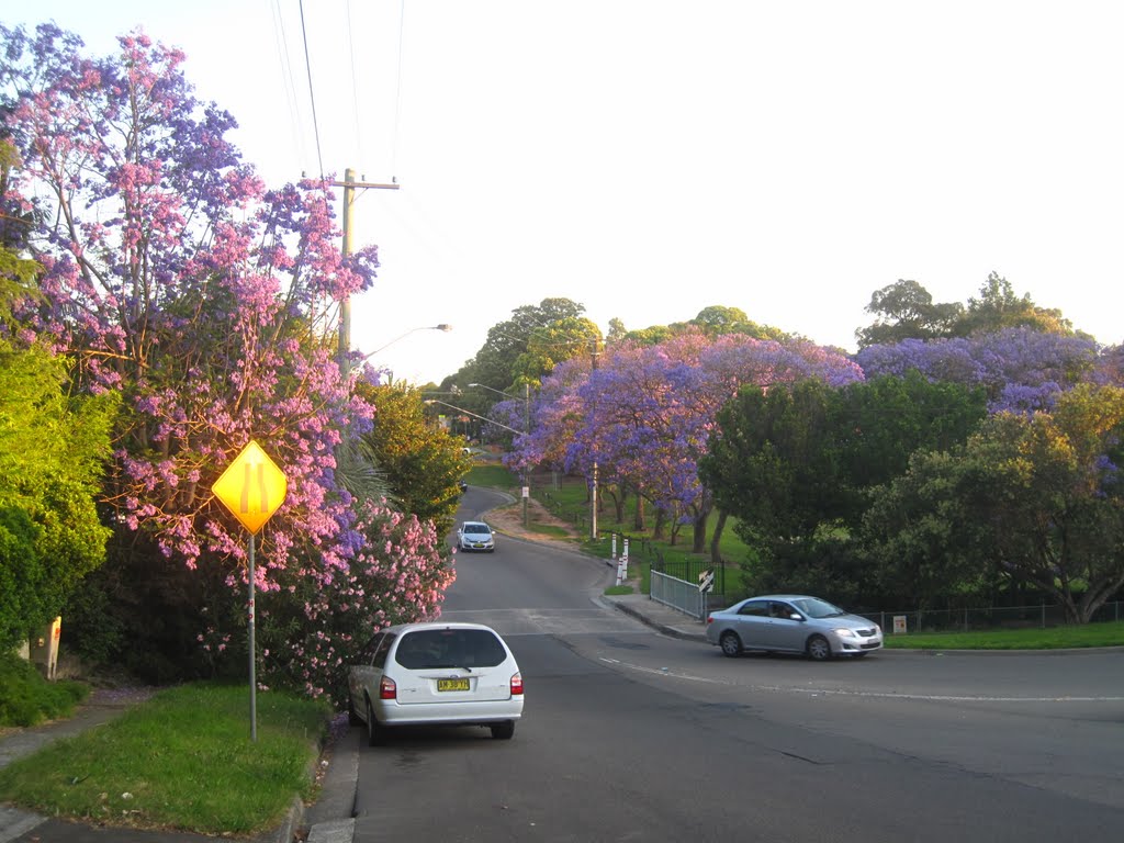 Rockdale. Hogben Park. Jacaranda trees. by VladROM