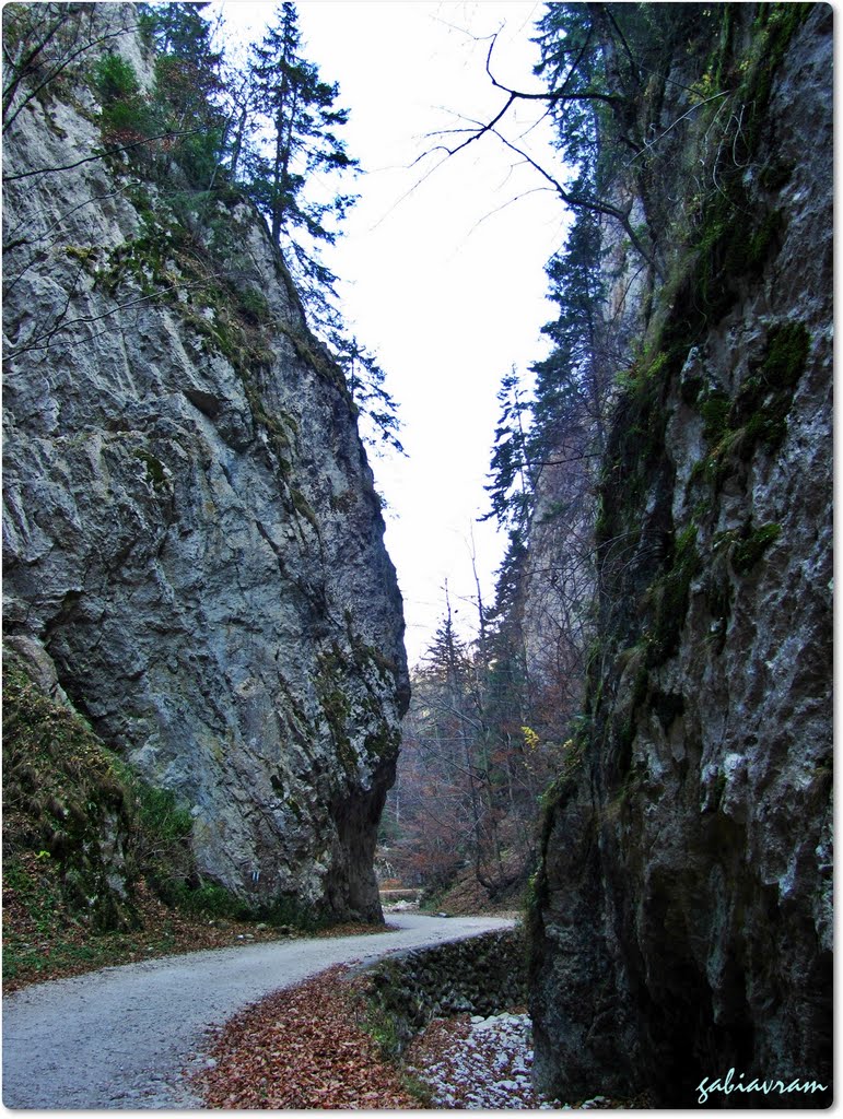 Prapastiile Zarnestior - Parcul National Piatra Craiului by Gabriel Avramovici